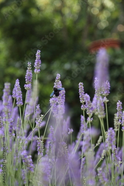 Fototapeta Lavanda en flor