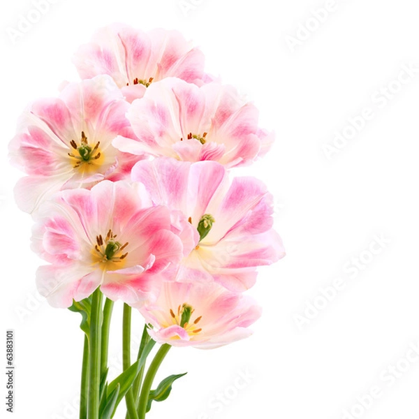 Obraz Tulips isolated on white background