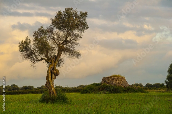Obraz świeckie drzewo oliwne