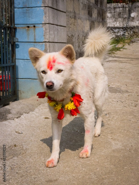 Obraz The adoration of the dog during the Tihaar festival in Nepal