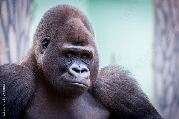 Obraz Portret Gorilla Plains