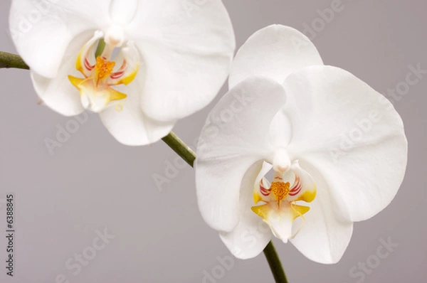 Fototapeta Macro Orchid Flower Blossoms