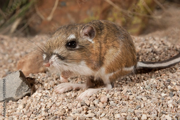 Obraz Ord's Kangaroo Rat