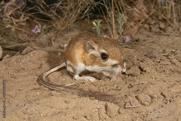 Obraz Ord's Kangaroo Rat 