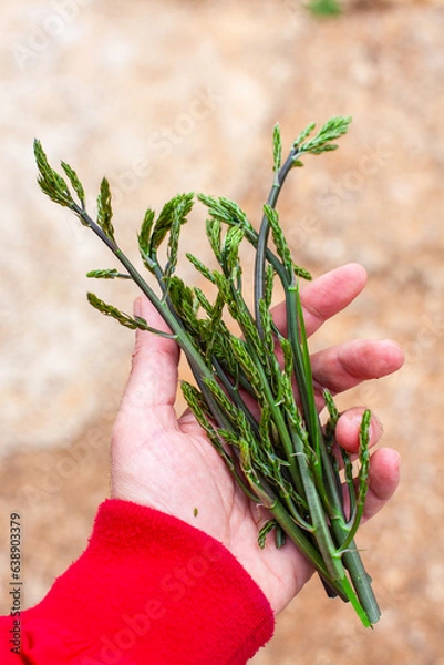Obraz Handful of wild asparagus