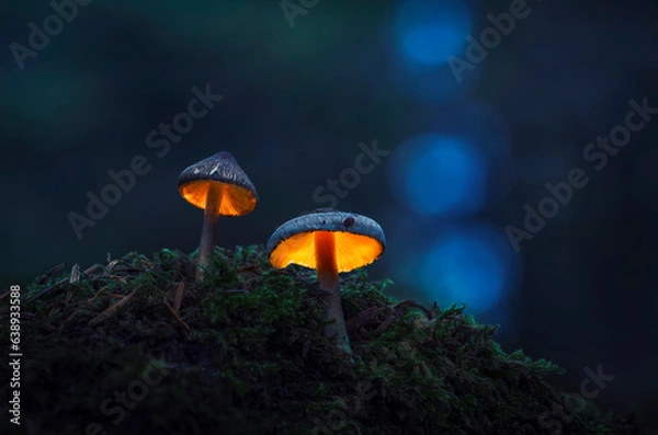 Obraz GLOWING MUSHROOMS
