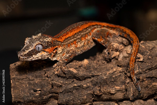 Fototapeta Gargoyle Gecko Resting on Cork Bark 