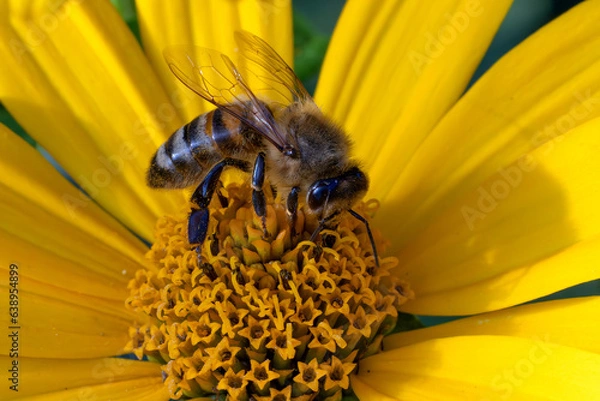 Obraz Honigbiene bei der Arbeit