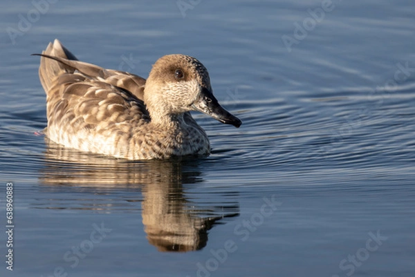 Obraz Pato cerceta pardilla 