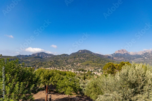 Obraz A plantation of trees with a town at the skirt of a mountain range in the background on a sunny day with blue skies