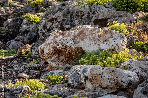 Obraz Rock samphire growing betweeen the rocks of a cliff in Majorca