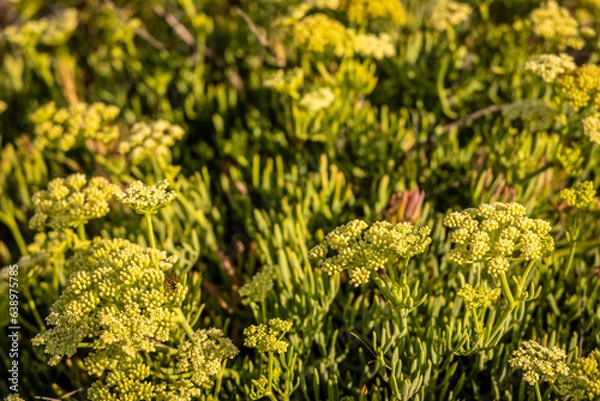 Obraz A Wasp over some floers of Rock samphire growing betweeen the rocks
