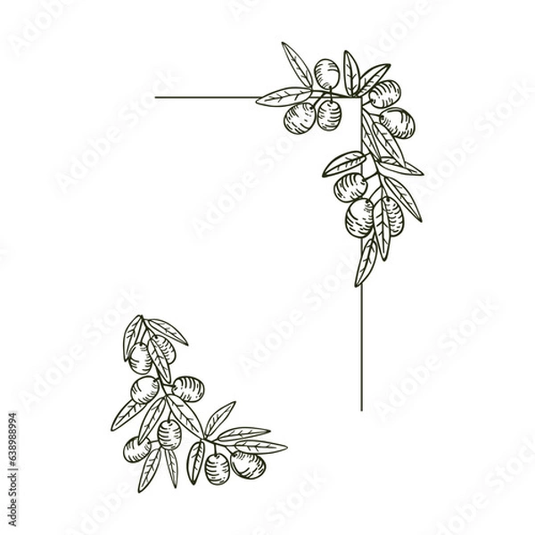 Obraz Olive leaves and fruits on branches.Vector hand drawn corner frame for menus, invitations, natural products and cosmetics decoration.
