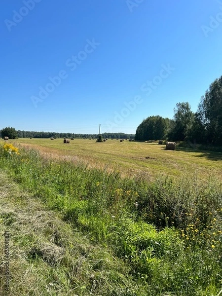 Fototapeta landscape with a field and sky