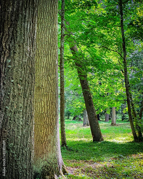 Fototapeta tree in the forest