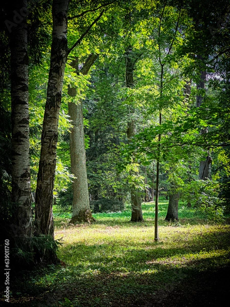 Fototapeta path in the forest