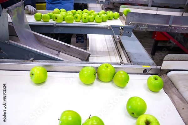 Obraz Apples in a Packing Plant
