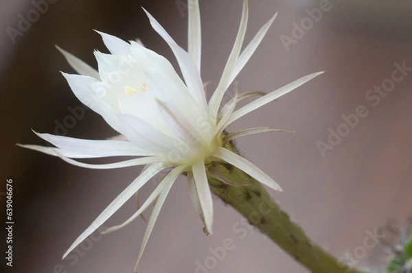 Fototapeta Cactus echinopsis flower, close up shot