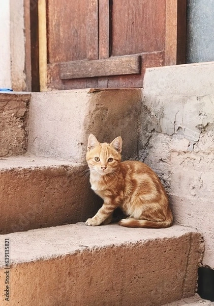 Obraz cat on the roof