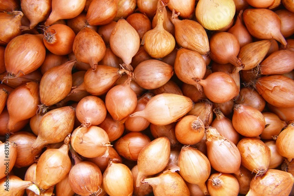 Fototapeta Cebula żarówki