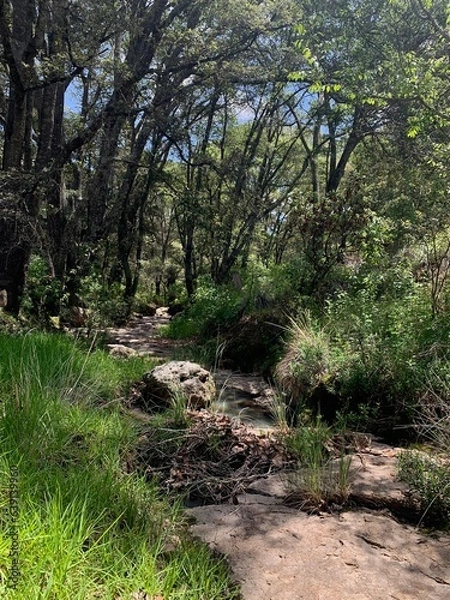 Obraz path in the woods