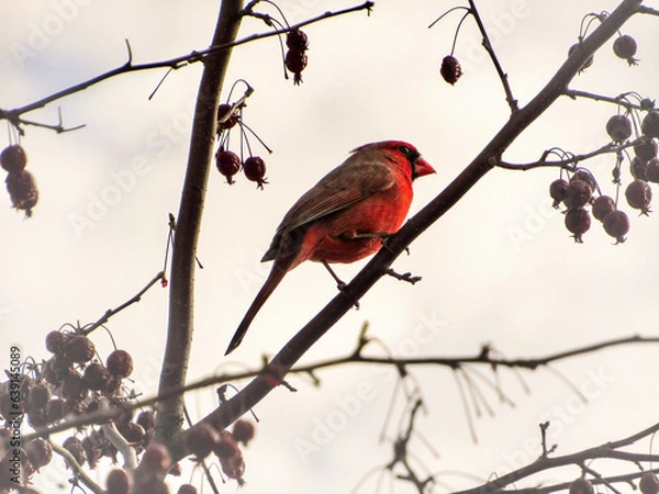 Obraz cardinal on a branch