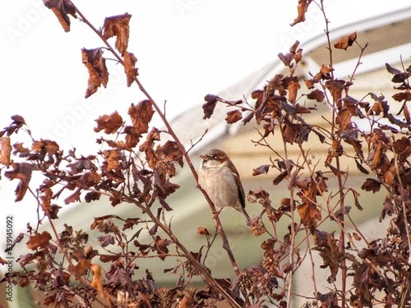 Obraz leaves on tree