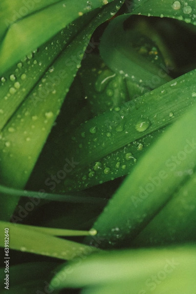 Obraz water drops on a leaf