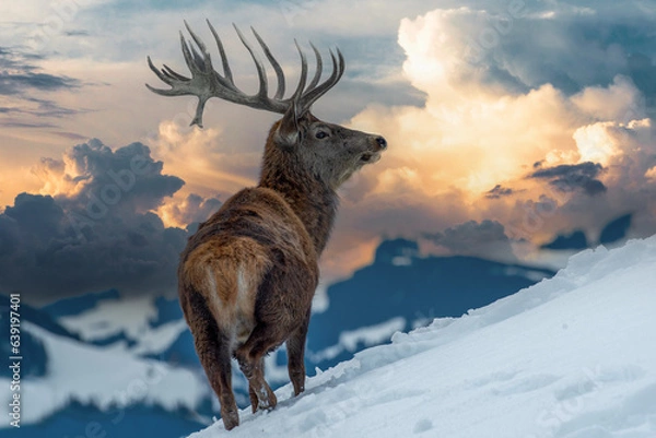 Obraz Hirsch im Abendrot