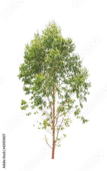 Fototapeta Eucalyptus tree isolated on white background