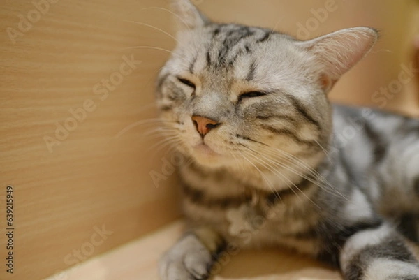 Obraz portrait of a cat