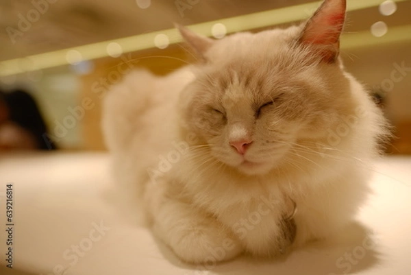 Fototapeta cat on a chair