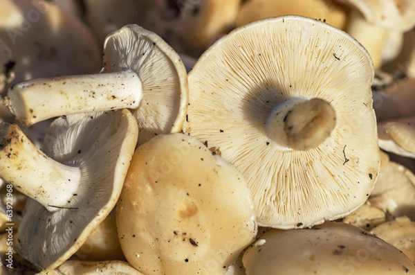 Fototapeta St. George's mushroom