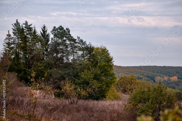 Fototapeta A large clearing at the edge of the colored forest. Dry grass in the autumn season on the wild fields