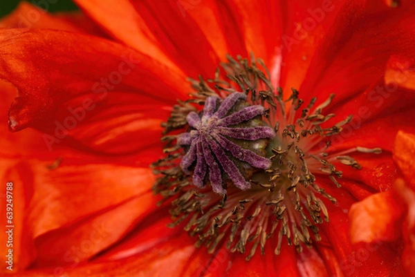 Obraz A close up view of a blooming red color poppy flower.