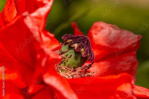 Obraz Closeup of red poppy flower bud blooming in the garden.