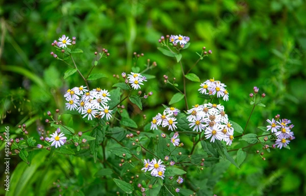 Obraz 까실쑥부쟁이
