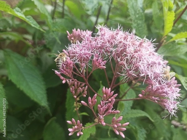 Obraz Fleißige Biene