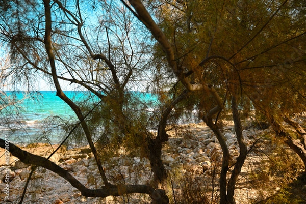 Obraz Tropical coastline with trees