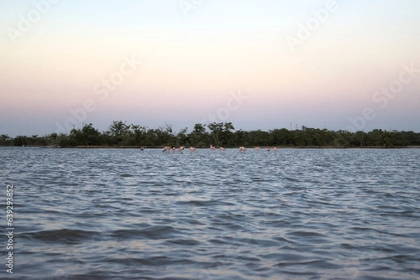 Fototapeta Los Flamencos National Reserve, Colombia - January 2 2023: Landscape of blue lake with pink flamingo in the distance