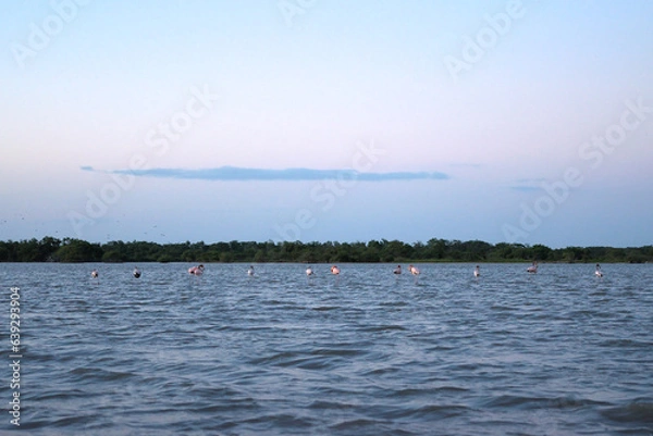 Fototapeta Los Flamencos National Reserve, Colombia - January 2 2023: Landscape of blue lake with pink flamingo in the distance