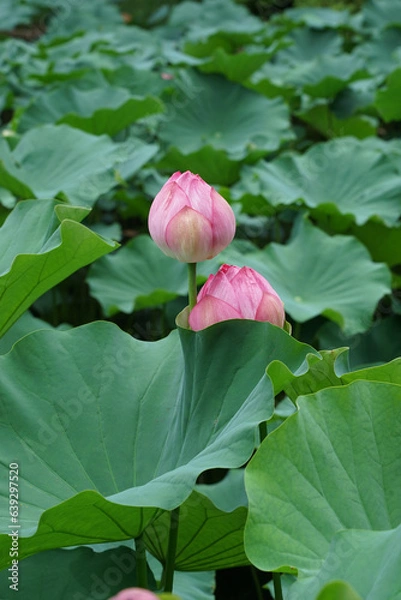 Fototapeta 町田薬師池公園の蓮池（東京都町田市）