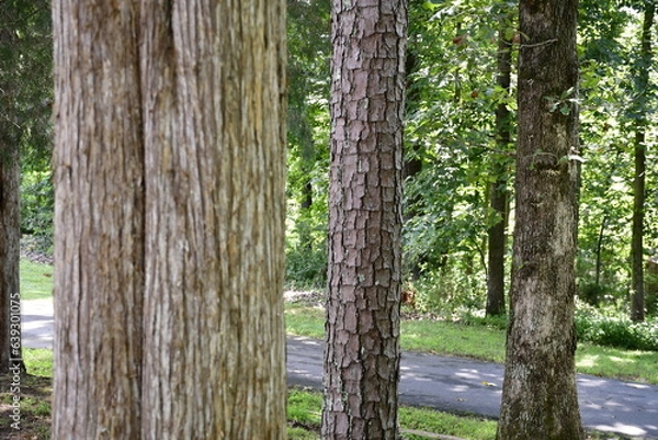Fototapeta Different barks of trees