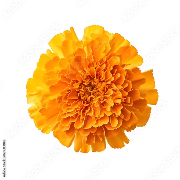Fototapeta Marigold