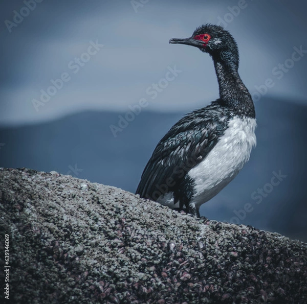 Obraz Cormoran, Canal Beagle Tierra del Fuego