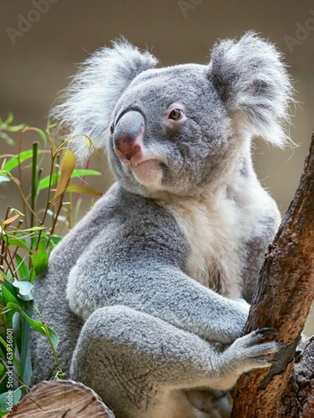 Obraz Miś koala