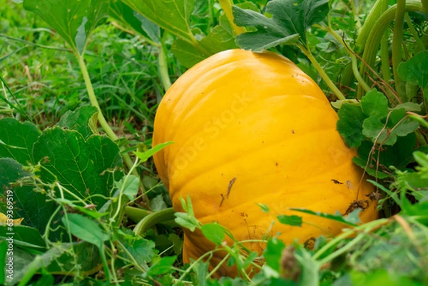 Obraz An orange pumpkin lies in the garden. Pumpkin in green grass.