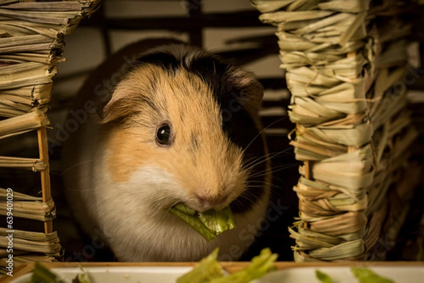 Fototapeta close up view of a guinea pig eating salad