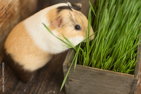 Fototapeta A guinea pig wants some grass