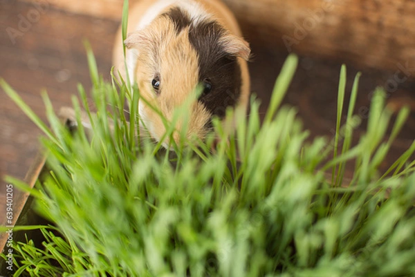 Fototapeta A guinea pig wants some grass